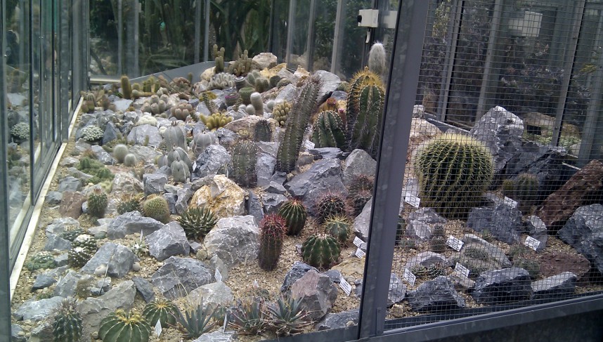 Cacti in Botanical Garden