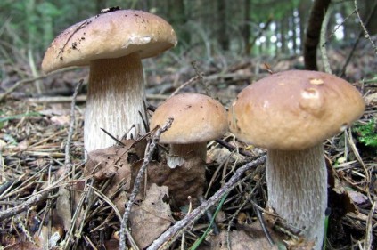 Mushrooming in the Czech Republic