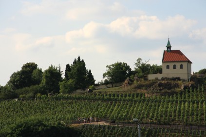 The vineyards of Prague
